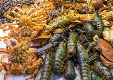 Protezione termica per il trasporto di frutti di mare vivi